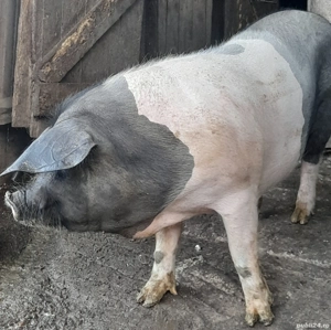 de vânzare  - imagine 3