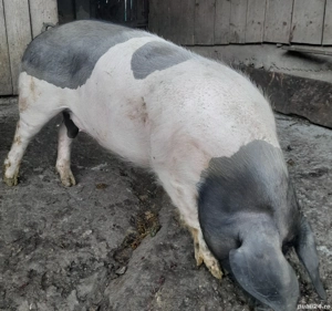 de vânzare  - imagine 2