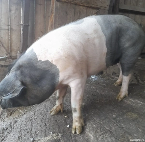 de vânzare  - imagine 4