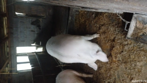 porci de vânzare 