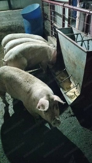 Porci de carne calitate premium - imagine 2