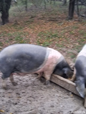 Vând porc pentru sacrificat! 