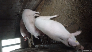 porci de vânzare  - imagine 4