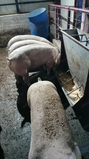 Por i de carne calitate premium