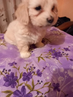  Cățelușă Bichon   micuța prințesă care îți va lumina casa!  - imagine 2