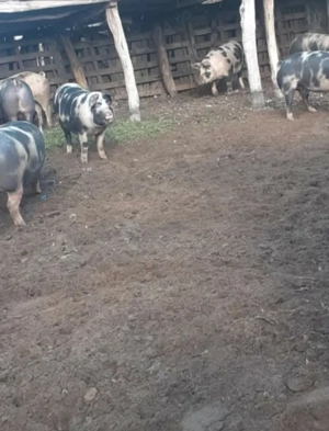 Porci rasa Landrace Landrace-pietran  - imagine 2