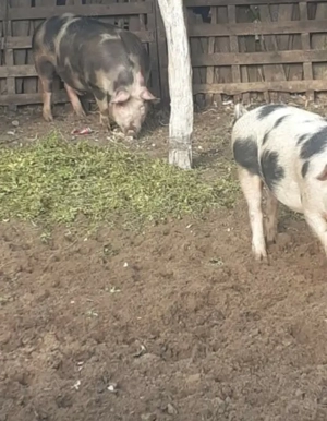 Porci rasa Landrace Landrace-pietran  - imagine 4