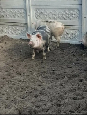 Porci rasa Landrace Landrace-pietran  - imagine 3