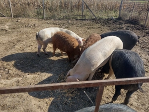 Porci de vanzare Marele alb, Mangalita, Bazna