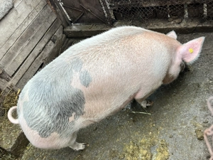 Porci de vânzare  - imagine 3