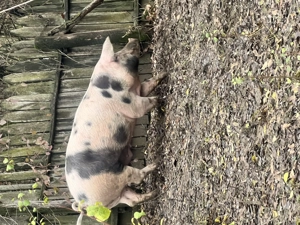 Porci de vânzare  - imagine 2