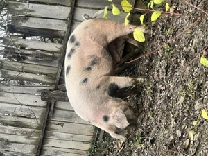 Porci de vânzare  - imagine 4