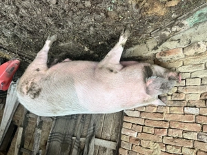 Porci de vânzare  - imagine 5