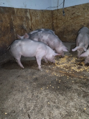 Purcei pietran  - imagine 2