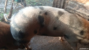 Vand porc  - imagine 2