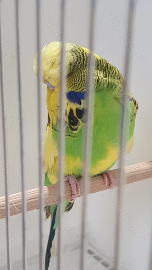 Perusi adulti dar si pui normali dar si standard - imagine 4