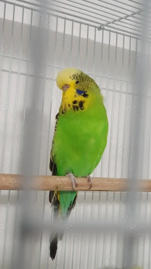 Perusi adulti dar si pui normali dar si standard - imagine 2