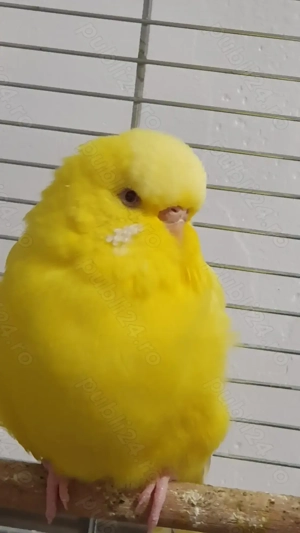 Perusi adulti dar si pui normali dar si standard - imagine 3