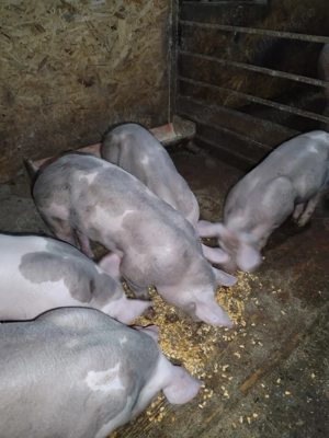 Purcei pietran  - imagine 3