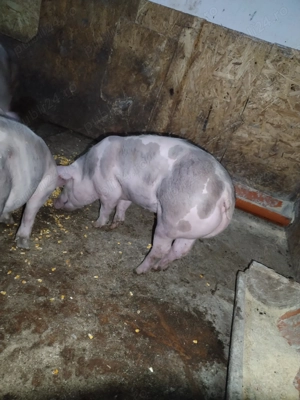 Purcei pietran  - imagine 4