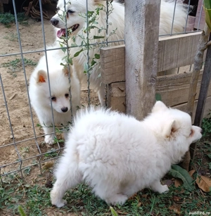 Cățeluși jucăuși Spitz - imagine 5