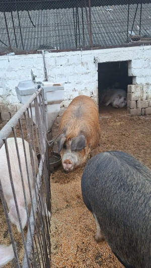 Vând porci - imagine 3