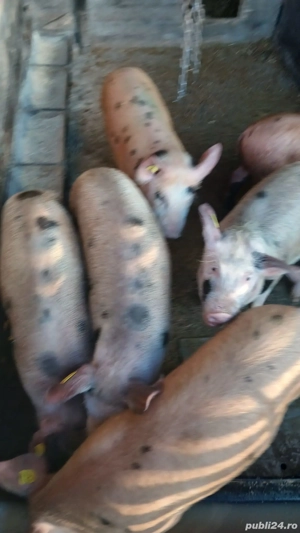 Purcei de rasa duroc, pietrain - imagine 2