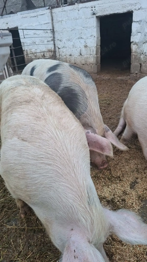 Vând porci - imagine 2