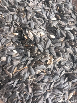 Vand floarea-soarelui