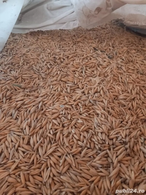 Vand Ovaz la pretul de 1,5 kg