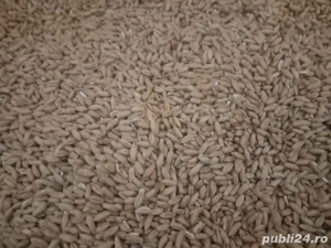 Vand grau furajer (triticale) 