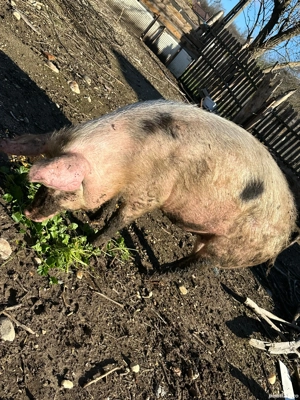 Vand Porc  - imagine 2