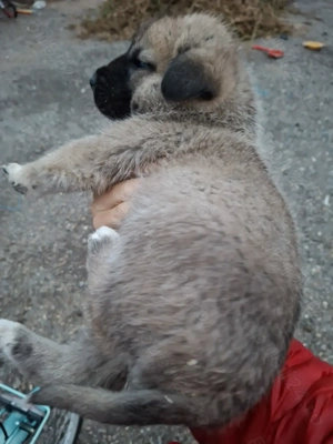 Mascul Kangal 6 saptamnii  - imagine 2