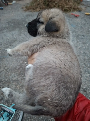 Mascul Kangal 6 saptamnii  - imagine 3