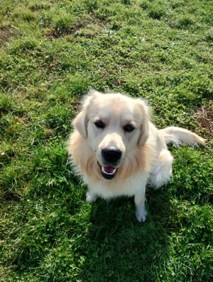 Vând Golden Retriever - imagine 2