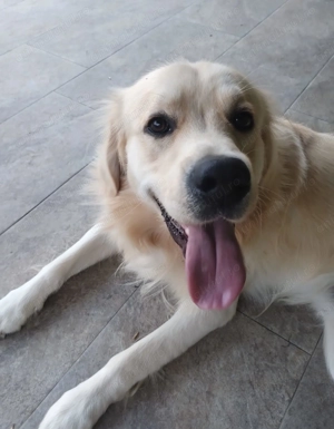 Vând Golden Retriever - imagine 3
