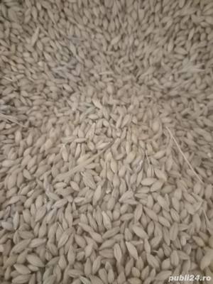 Vand orzoaica de primavara 