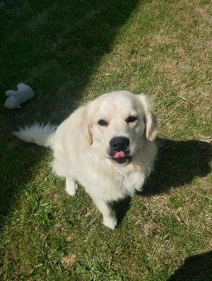 Vând Golden Retriever - imagine 4