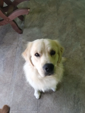 Vând Golden Retriever - imagine 5