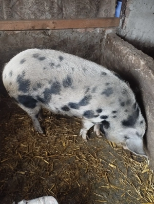 Porci de vânzare  - imagine 3