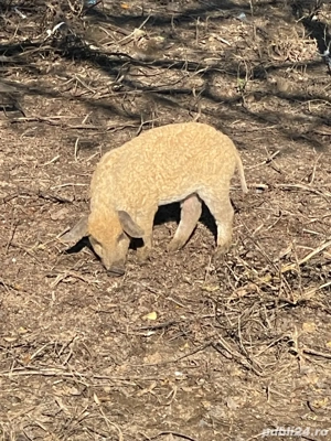 Vand purcei Mangaliță si Grostei de 6 luni  - imagine 4