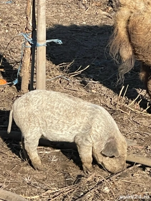 Vand purcei Mangaliță si Grostei de 6 luni  - imagine 3