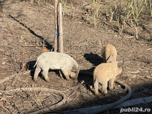 Vand purcei Mangaliță si Grostei de 6 luni  - imagine 2