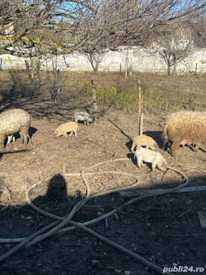 Vand purcei Mangaliță si Grostei de 6 luni  - imagine 5