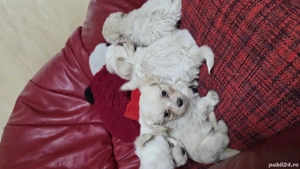 Bichoni Malteze - imagine 4