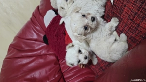 Bichoni Malteze - imagine 2