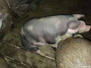 vand porci  130 kg - imagine 2