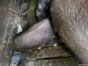 vand porci  130 kg - imagine 3