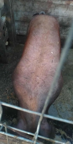 Porc Duroc 100kg - imagine 2