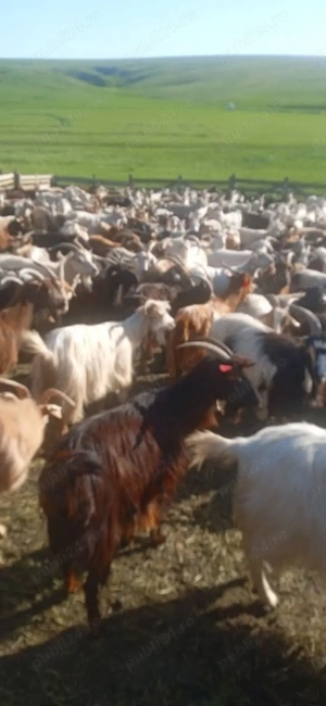 Capre rasă Carpatină 